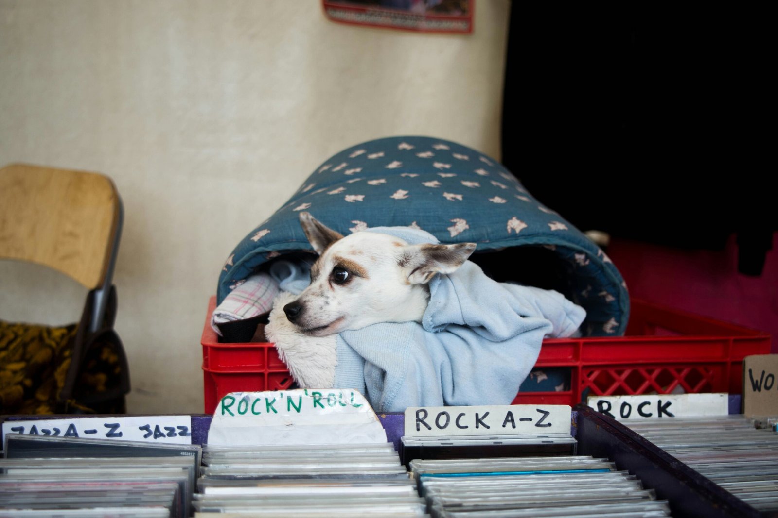 Short-Coated White Dog On Red Plastic Crate