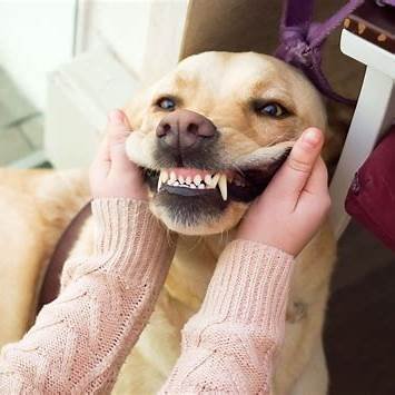 dog dental hygiene and best dog dental care products