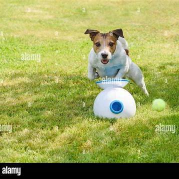 Balls & Fetch Toys for dogs . Includes a medium-sized ball suitable for dogs between 20-60 pounds