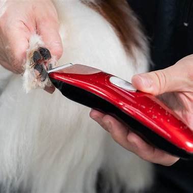 Dog Clippers &Amp; Trimmers. Suitable For Small Dogs And Cats